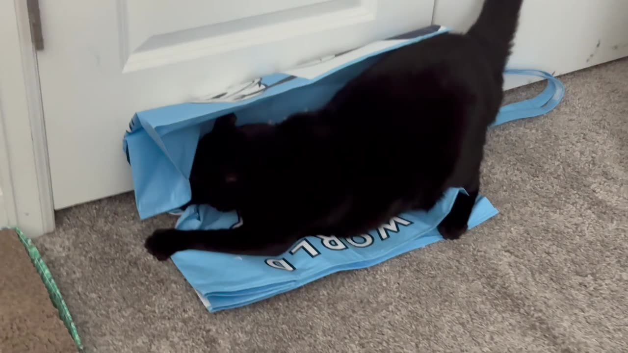 Cute Precious Piper is a Fun Little Girl - My Adopted Shelter Cat Vlog