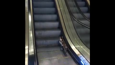 Meow-tastic Mayhem: Hilarious Cat Compilation to Share!
