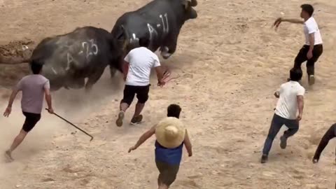 Effortlessly Outmatched The Opponent In The Bullfighting Arena.