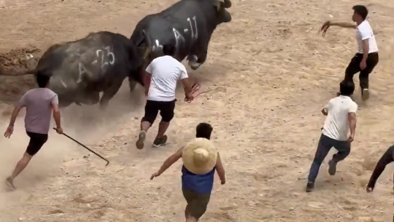 Effortlessly Outmatched The Opponent In The Bullfighting Arena.