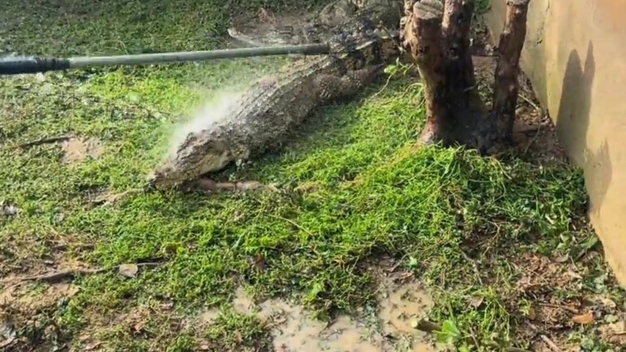 This crocodile is quite fierce.