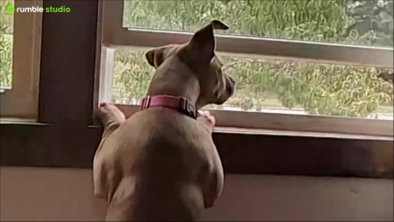 Meet Legal Lilly the Super-Dog