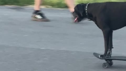 Skater Dog's Smooth Ride