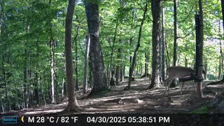 The Woods – 05/01/2025