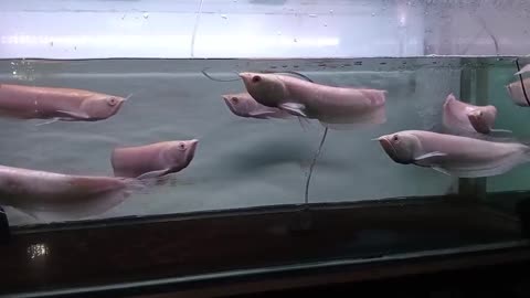 The Beauty of Arowana in Motion