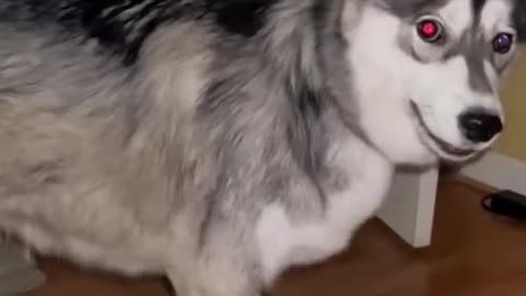 Littels Dog's Comedy Videos 🤣 so cute videos 😍 funny videos 🤣 so cute videos 😍
