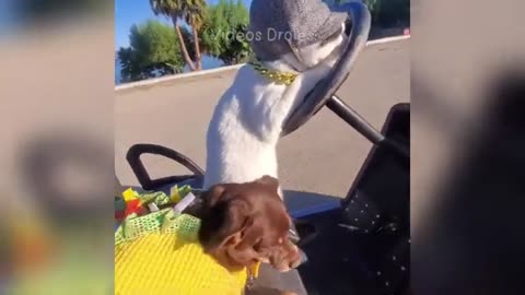 Essayer De Ne Pas Rire 😂 Meilleurs Chiens et Chats Drôles 😹🐶 Partie 2