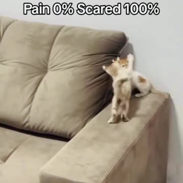 Funny cat videos.