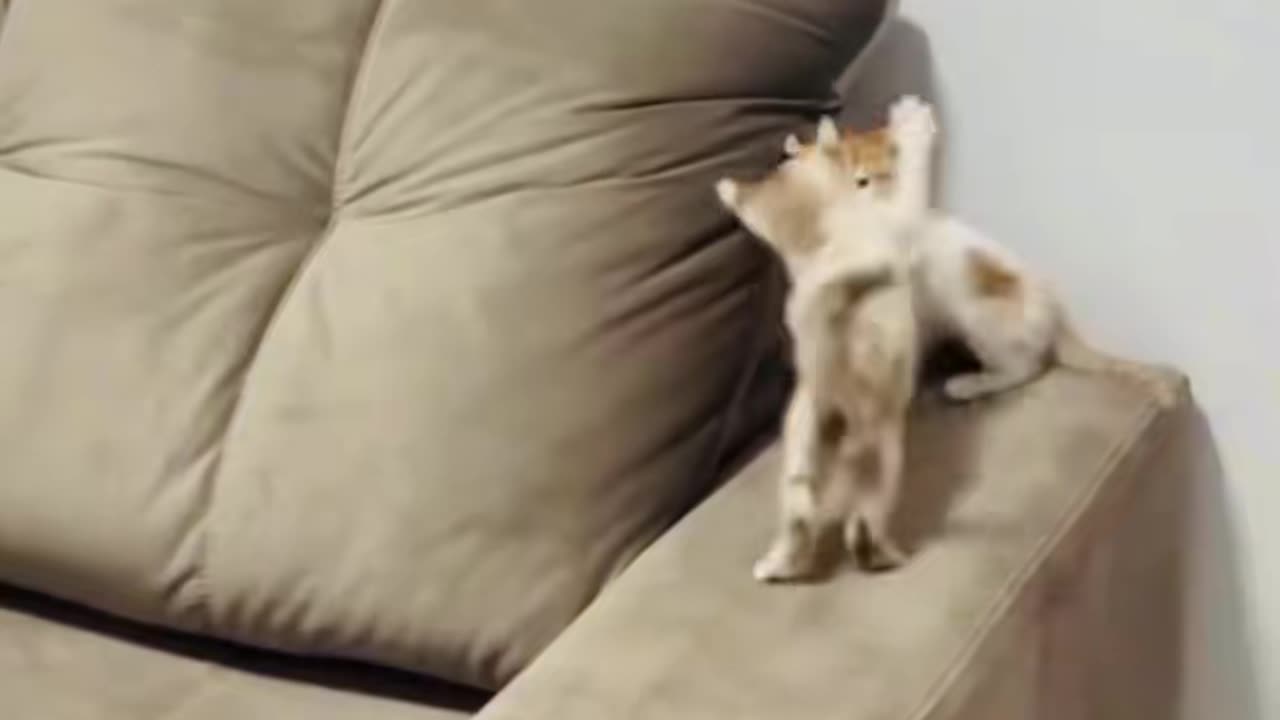 Funny cat videos.