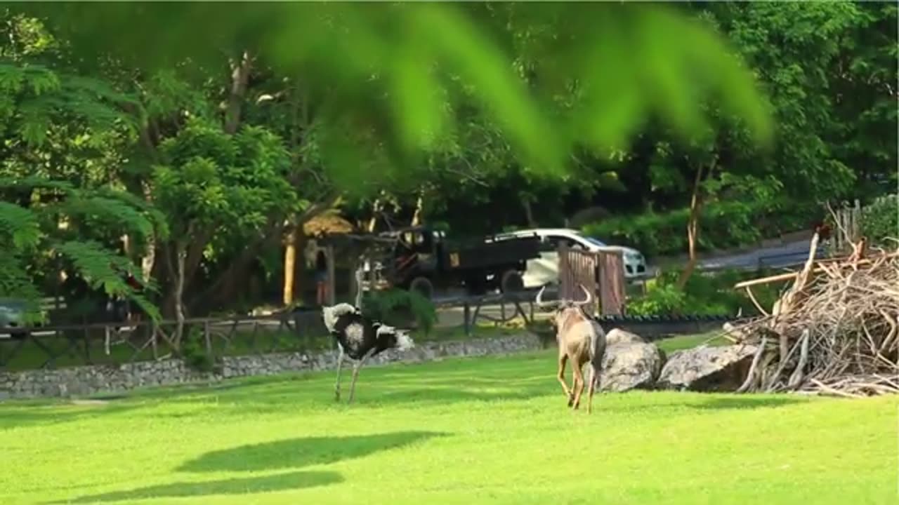 Cow attacks ostrich
