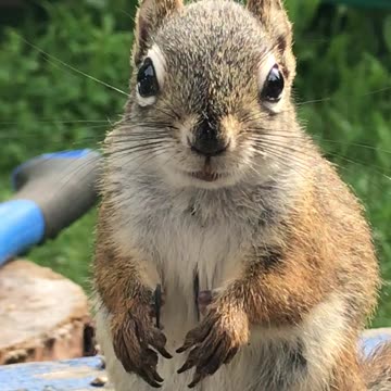 More Squirrels in the backyard