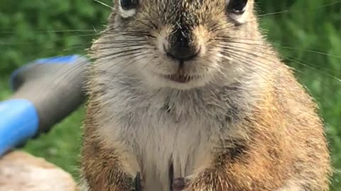More Squirrels in the backyard