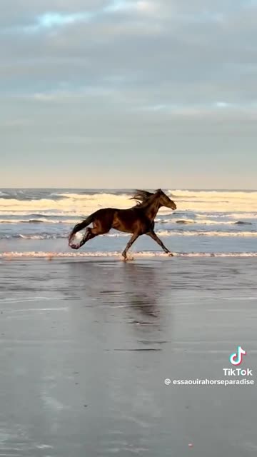 THIS VIDEO JUST MAKES ME CRY