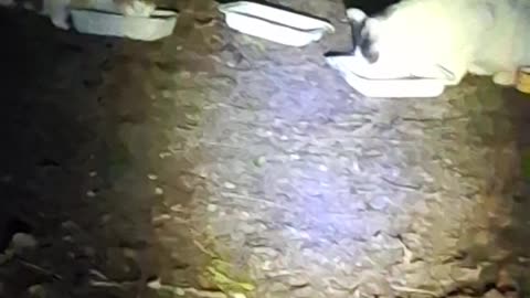 There's a thief stealing cat food and his name is racoon :)