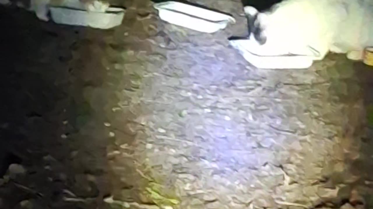 There's a thief stealing cat food and his name is racoon :)