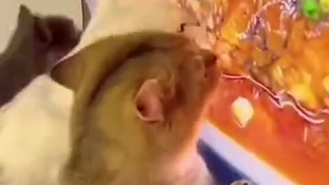 当喵星人成为电视观众