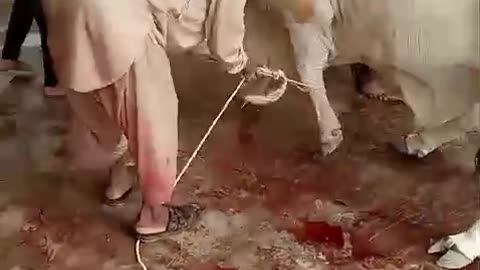 Sheltering in Pakistan