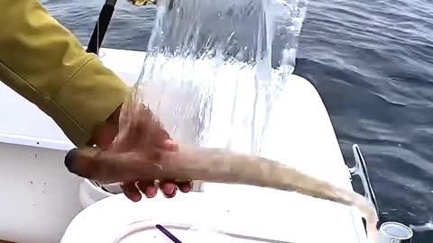 Using FLYING Fish as Bait #fishing #shorts