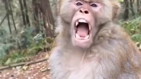 🍊🐒 This Monkey's Love for Oranges is Hilarious! | FunFM