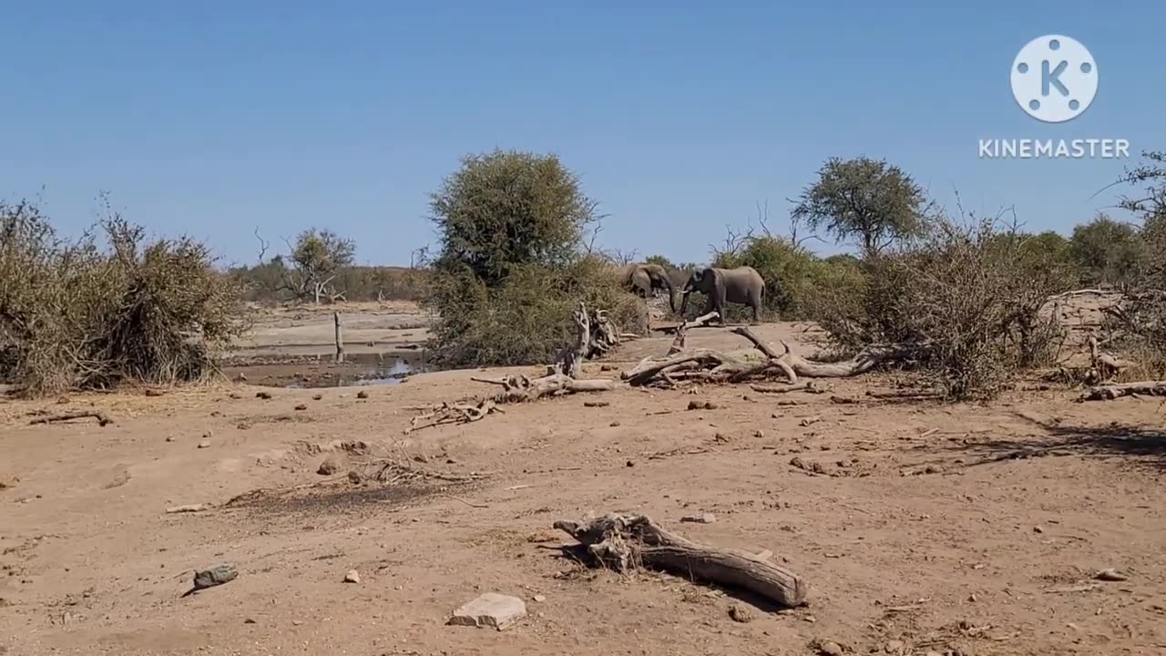 Starting permaculture with insects. Tuli Block and elephants.