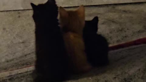 Kittens Cuddle Below TV Set