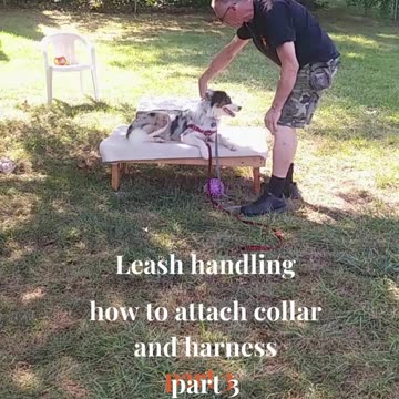 Leash Handling Skills 3a