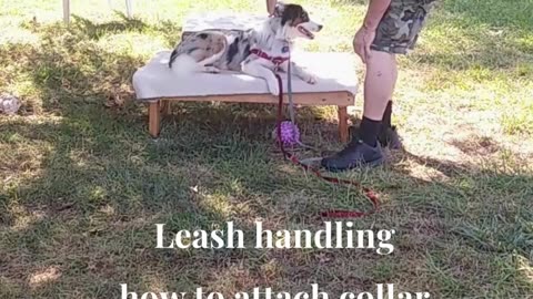 Leash Handling Skills 3a