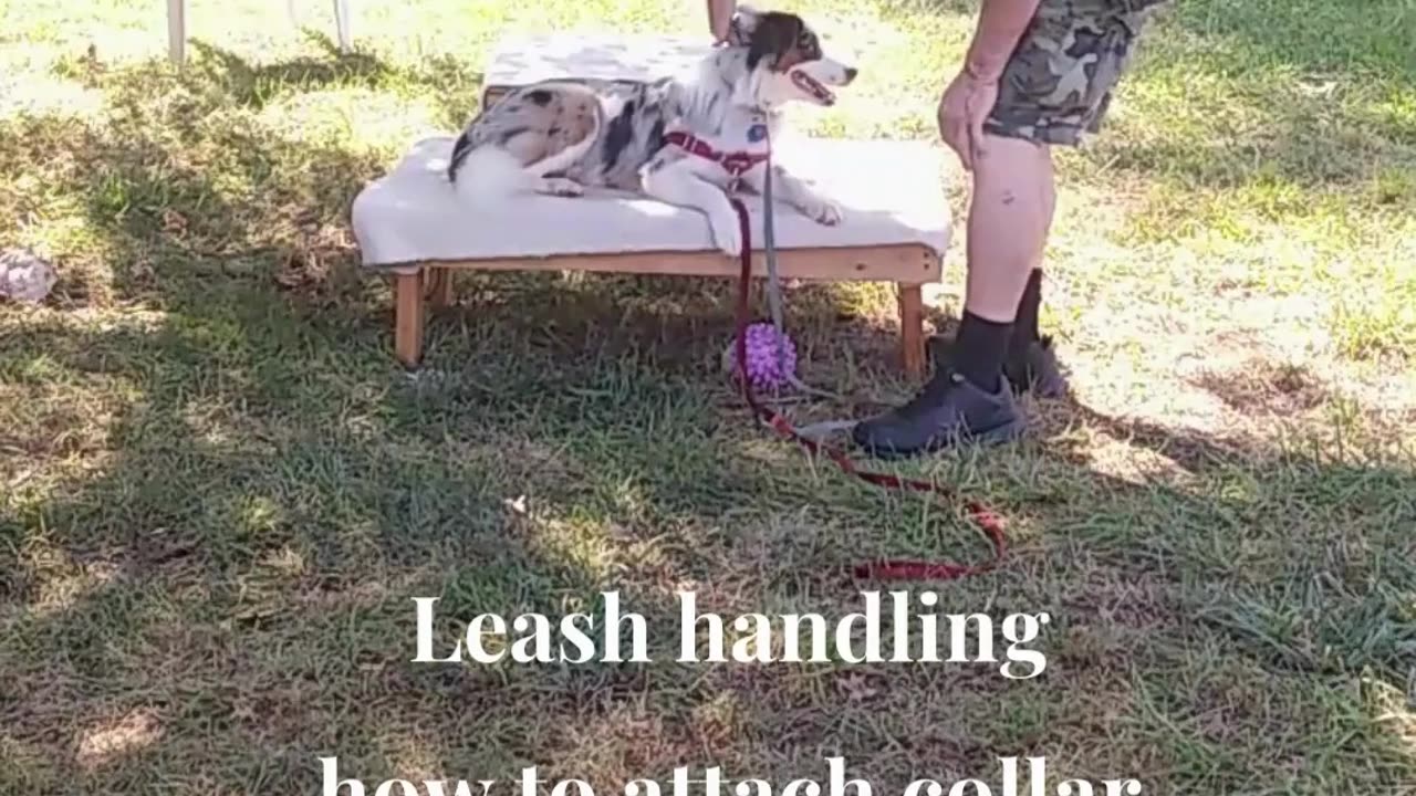 Leash Handling Skills 3a