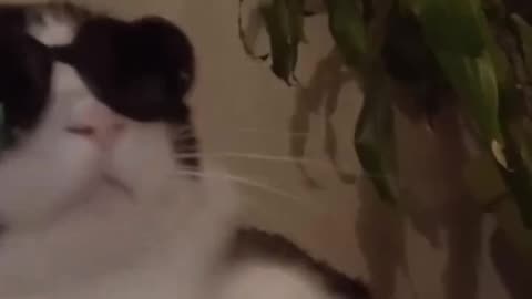 Best cat video ever