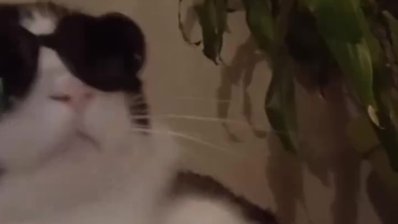 Best cat video ever