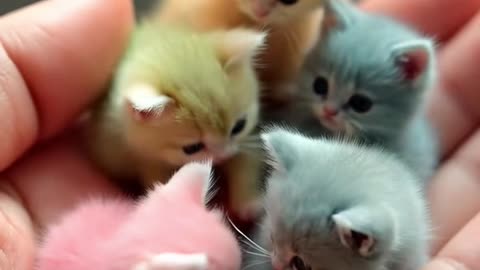 Baby cat cute small