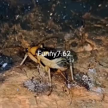 Such a bloodshed war