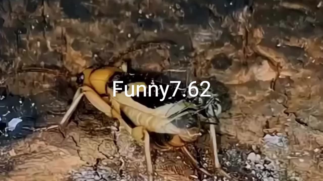 Such a bloodshed war