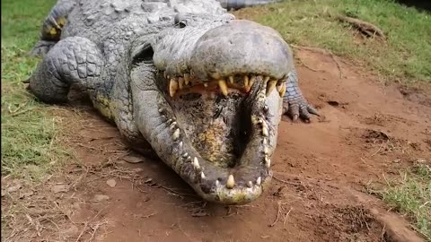 120 Year Old Almost Eats Camera Guy an actual dinosaur dingodinkelman