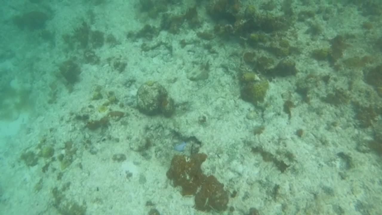 Following Blue Tang at Trunk Bay - St. John, USVI