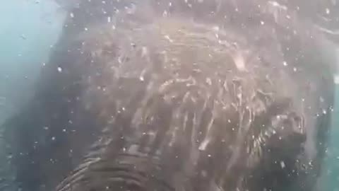 elephant in the lake