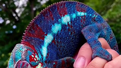 "🦎✨ Stunning Chameleon: Nature's Color-Changing Wonder! 🌿🎨"