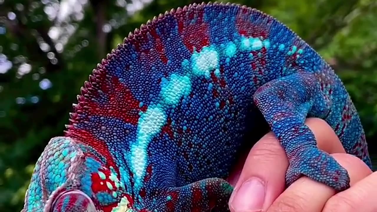 "π¦β¨ Stunning Chameleon: Nature's Color-Changing Wonder! πΏπ¨"