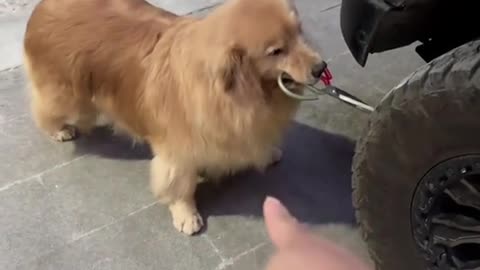 Dog's Comedy Videos 🤣 so cute videos 😍 funny videos 🤣