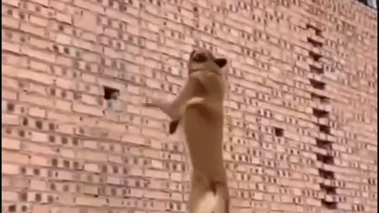 Super cão 😁