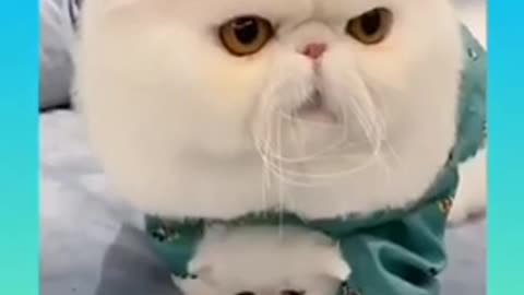 All animal love 😍Your baby.see this