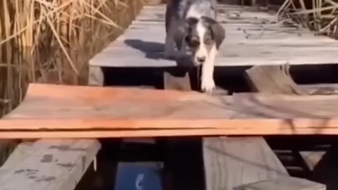 Funny Cats & Dogs Videos