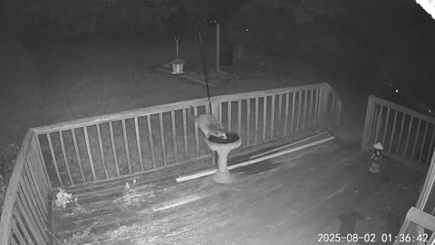 Raccoon is Back!