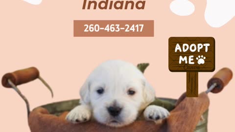 English Cream Golden Retrievers Indiana: Top-Quality And Healthy Puppies