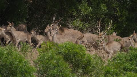 Southern Taiwan's Growing Sika Deer Population Impacts Local Ecology