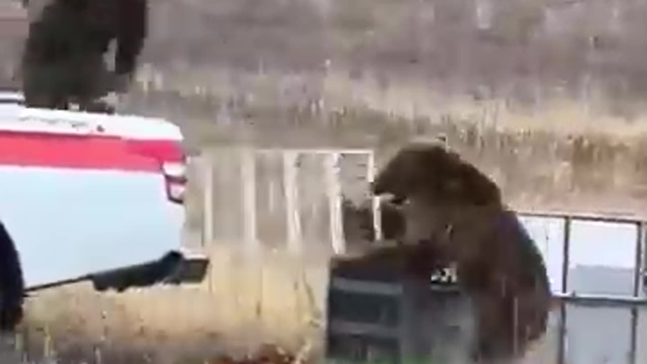 Must Watch: The Unpredictable Wild: Bear Release Gone Wrong