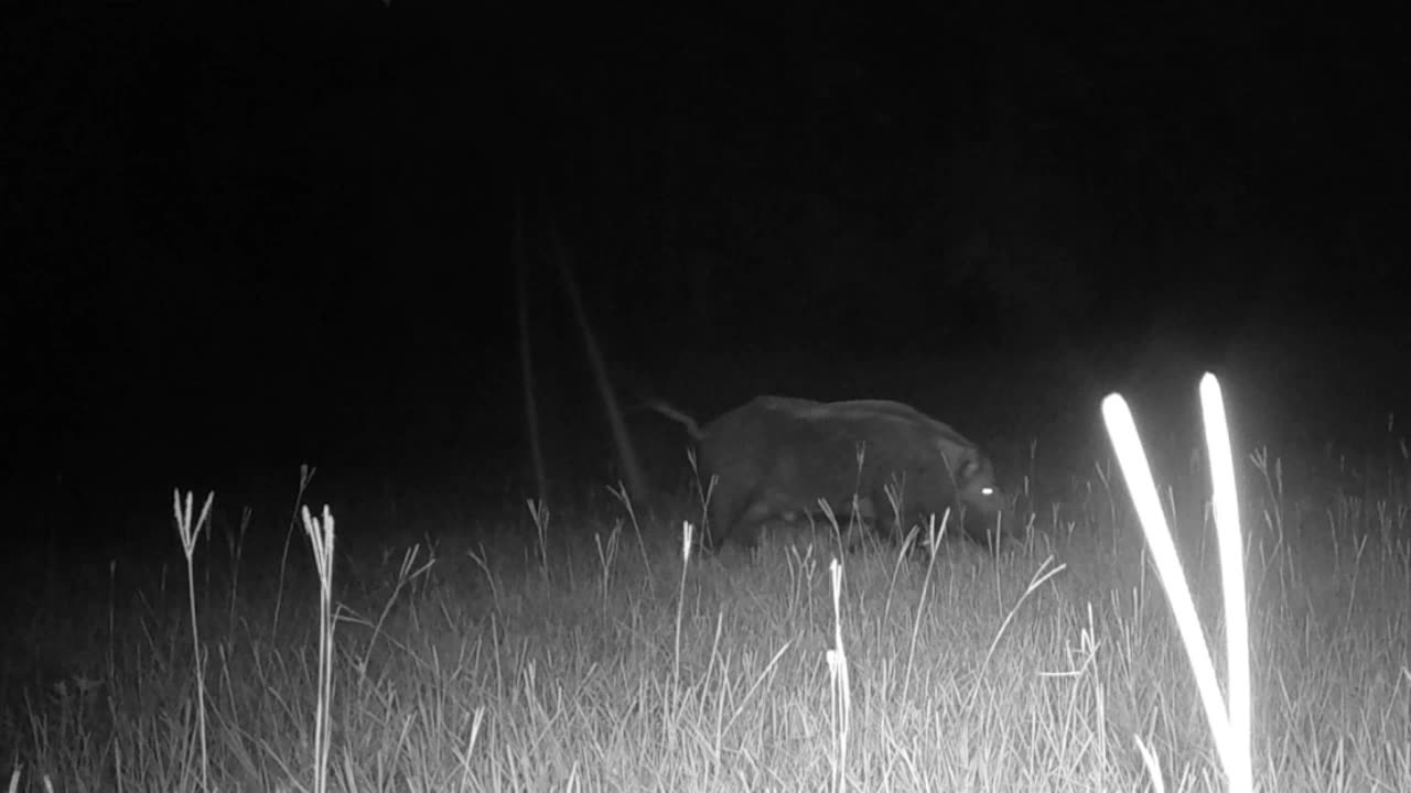 Texas Night Hog's & Deer Weekly, 06/08/25