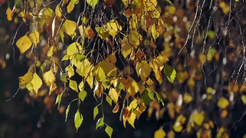 Drone Stock Footage