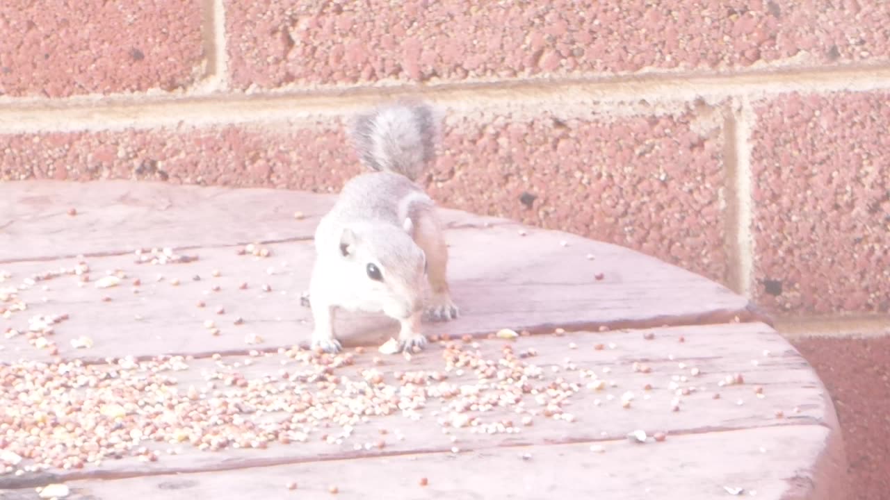 Squirrel nibbling seed
