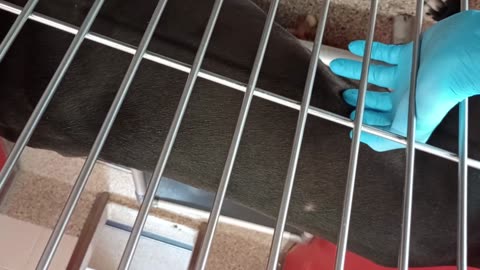 Choo 1y A856908 kennel 11 pod 1 PACC shelter2025073057